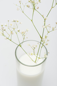 blurred branch with blooming flowers in glass with milk isolated on white