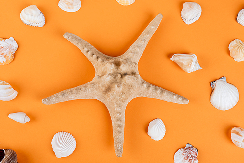 top view of starfish near seashells on orange background