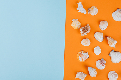 top view of seashells on orange and blue background