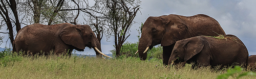group of elephants standing near trees in savanna, banner