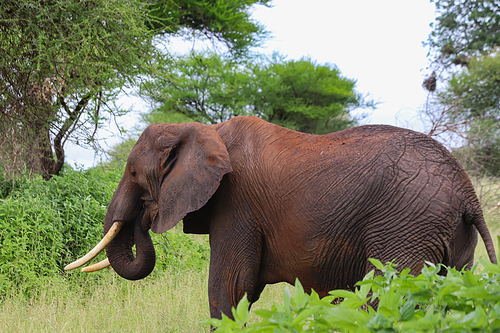 elephant standing near green trees in savanna