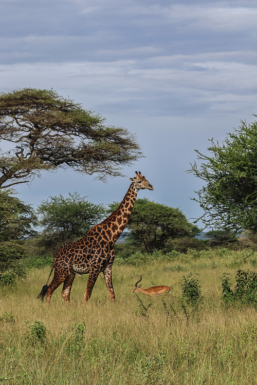tall giraffe walking near antelope in savanna