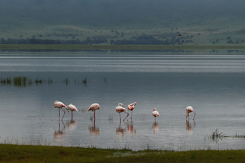 pink flamingos standing in clear water in natural