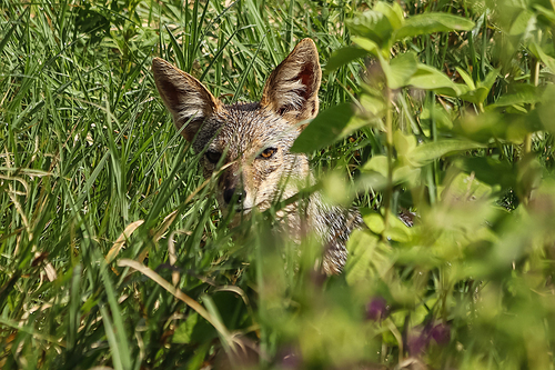 wild coyote  through green leaves