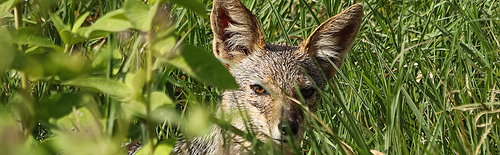 wild coyote  through green leaves, banner