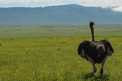 wild ostrich walking in natural