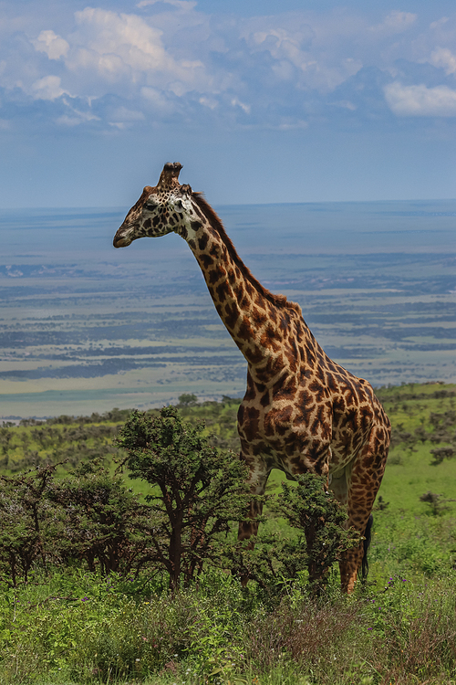 tall giraffe standing near green trees against blue sky