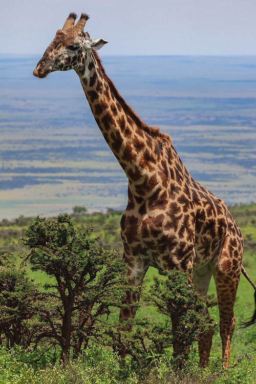 giraffe standing near green trees against blue sky