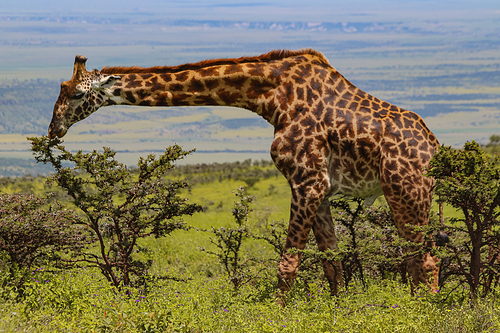 giraffe standing and eating green leaves on tree in savanna