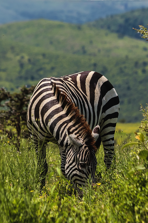 stiped zebra sniffing green grass of savanna