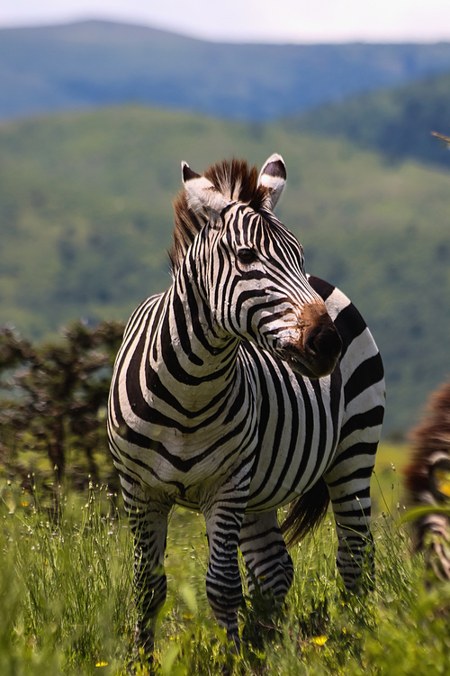 stiped zebra standing in green grass of savanna