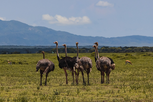 wild ostriches walking in natural