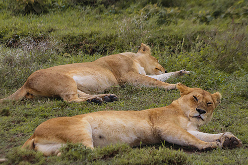wild lionesses lying on grass in natural environment