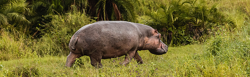 large hippopotamus walking on green grass in natural environment, banner
