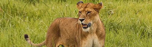 wild lioness with open mouth standing outdoors in natural environment, banner