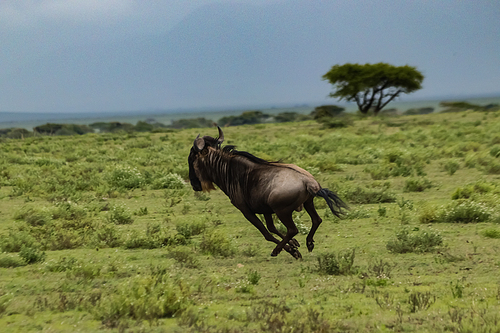 wildebeest running on grass in natural environment