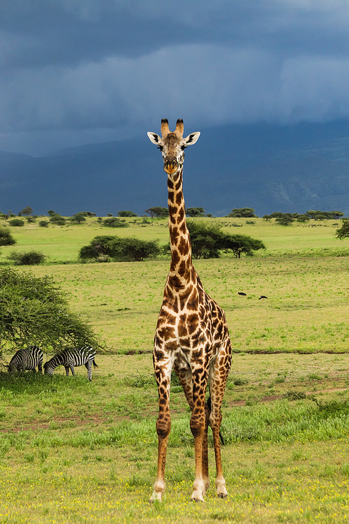 tall giraffe standing on green grass near zebras