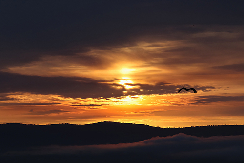 bird flying in sky during sunset in mountains
