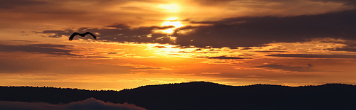 bird flying in sky during sunset in mountains, banner