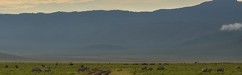 scenic view of wild animals in natural environment, banner