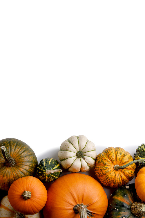 many colorful pumpkins frame isolated on white, autumn harvest,  or thanksgiving concept