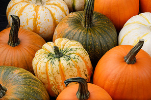 many various pumpkins background ,  concept
