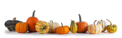 many various pumpkins isolated on white ,  or thanksgiving day concept
