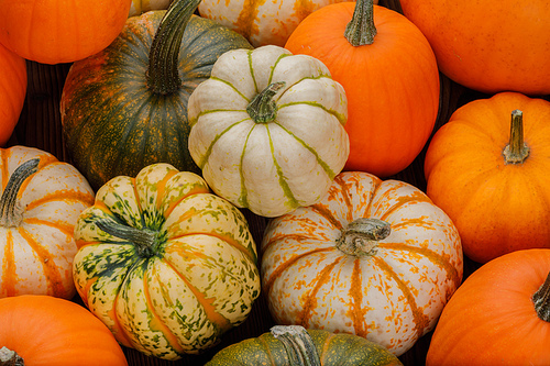 many various pumpkins background,  or thanksgiving day concept