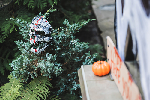 scary skull on juniper in garden near blurred pumpkin on porch