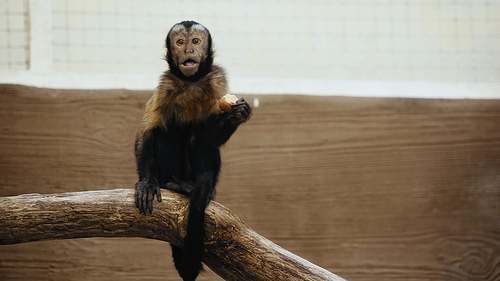wild furry monkey eating potato in zoo