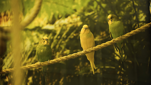 wild parrots sitting on rope with blurred foreground