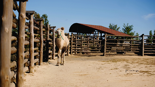 sunlight on furry camel walking near wooden fence in modern zoo