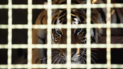 striped tiger  through cage with blurred foreground