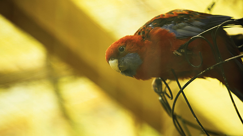 red and blue parrot sitting on metallic cage
