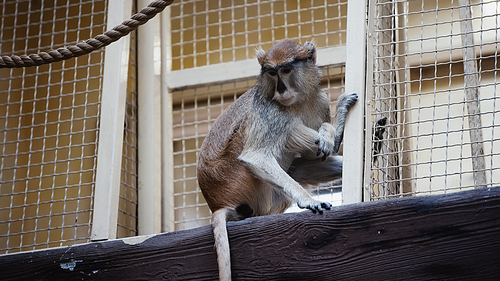 macaque sitting near metallic cage in zoo