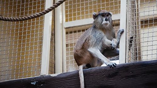 wild macaque sitting near metallic cage in zoo
