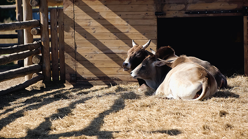 sunlight on bulls eating hay while lying in zoo