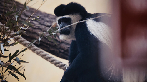 black and white monkey near leaves in zoo with blurred foreground