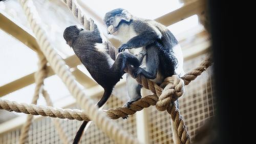 wild monkeys playing on ropes in zoo with blurred foreground