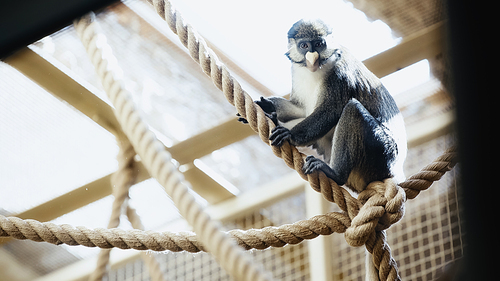wild monkey sitting on ropes in zoo with blurred foreground