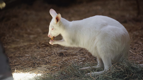 white baby kangaroo eating vegetable and standing on hay in zoo