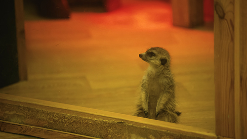 wild meerkat looking away near glass in zoo