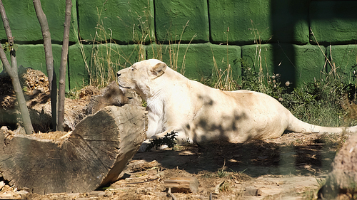lioness lying near green wall and plants in zoo