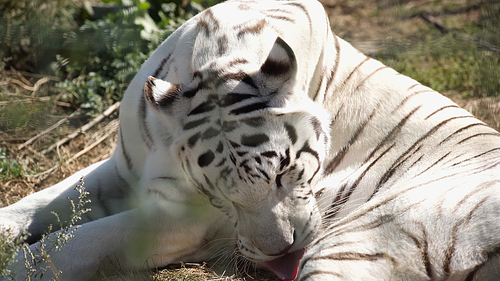 sunlight on white tiger licking fur in zoo