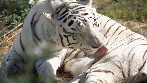sunlight on striped white tiger licking fur outside