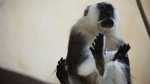 low angle view of furry monkey sitting on glass in zoo