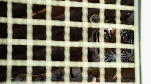 dangerous tiger  through cage with blurred foreground