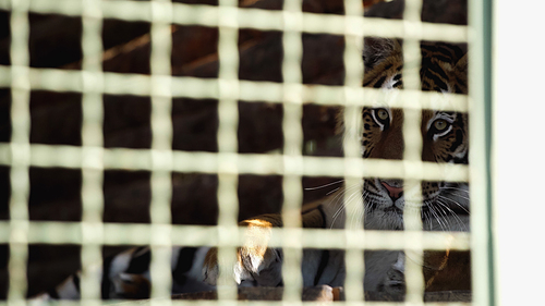 dangerous tiger  through cage with blurred foreground in zoo