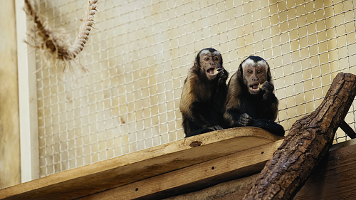 brown chimpanzee eating bread in cage