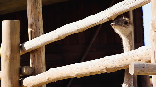 wild ostrich looking away through wooden fence